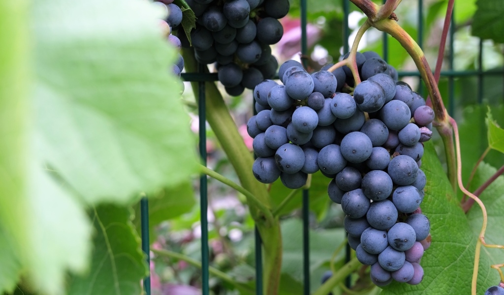 Гроздь синего вкусного винограда крупным планом