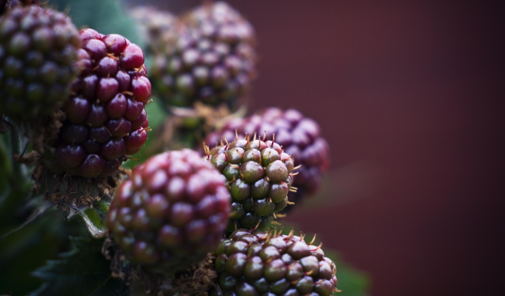 Зеленая ежевика на ветках 