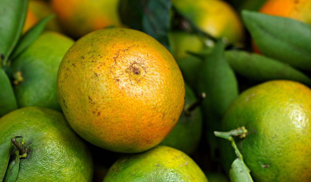 Зеленые мандарины с листьями крупным планом