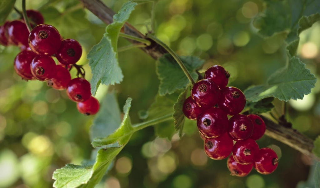 Красная смородина на веточках крупным планом
