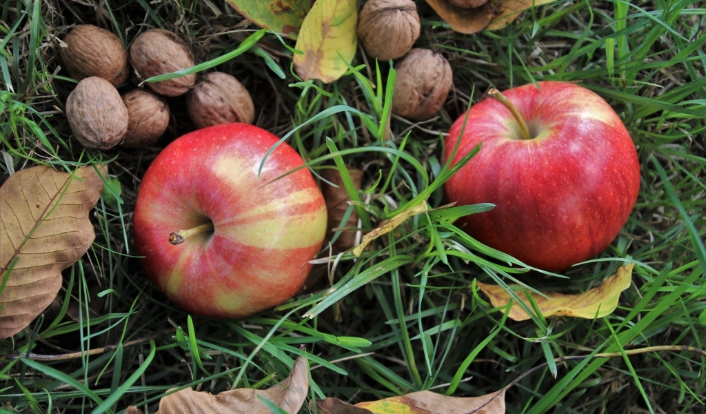 Два красных яблока с грецкими орехами в траве