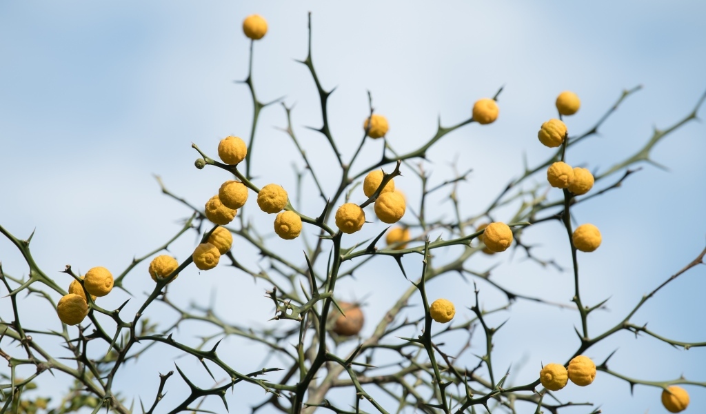 Желтые лимоны на ветках дерева на фоне неба