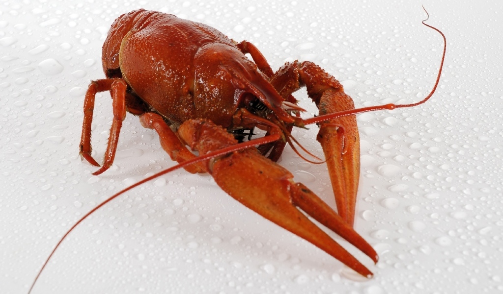 Красный вареный рак на мокрой белой поверхности