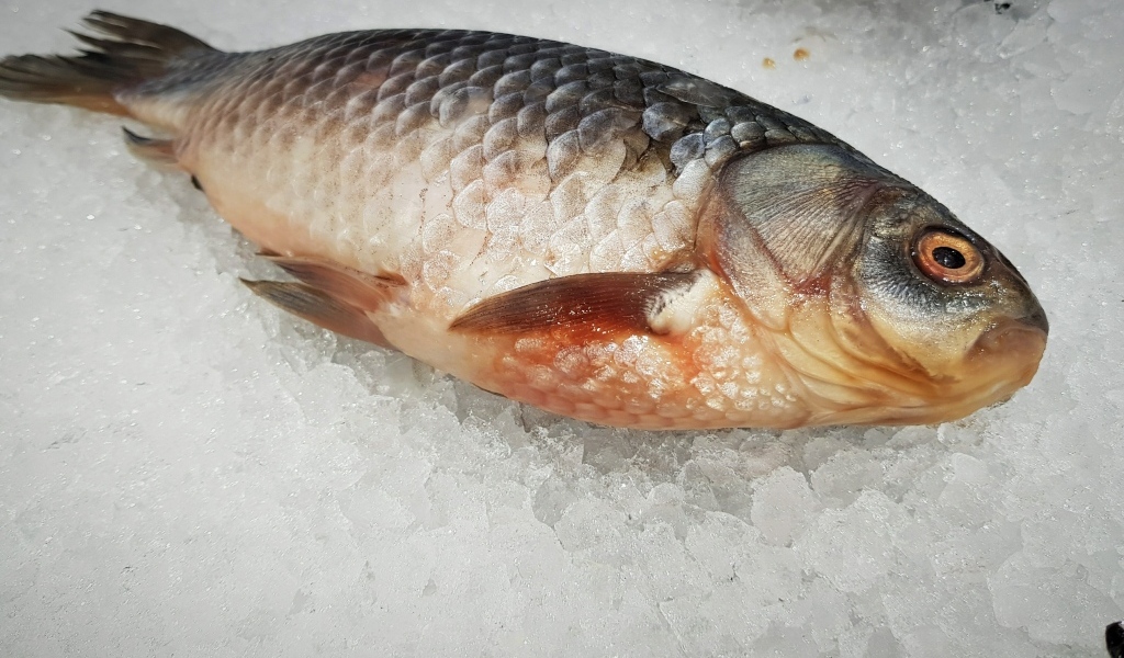 Карась лежит на мелком льду