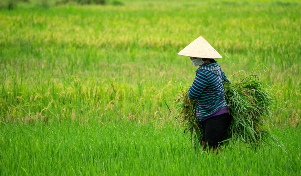 Женщина фермер с зелеными растениями в руках