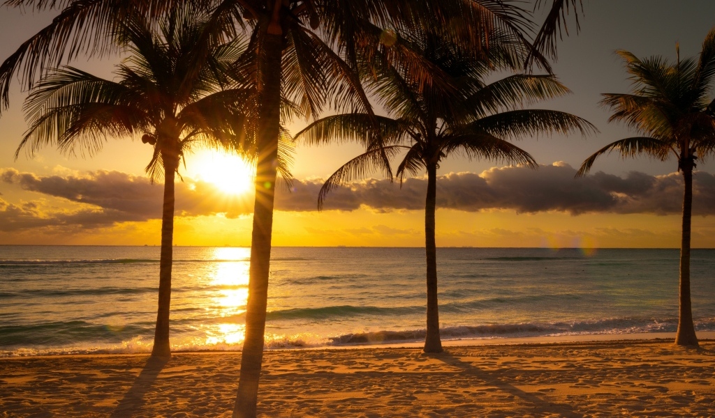 Пальмы на песке у океана на тропическом пляже