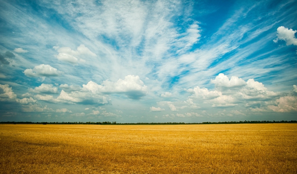 Красивые облака над полем пшеницы