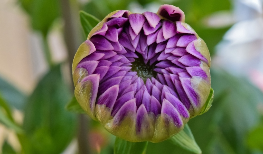 Распускающийся цветок сиреневой георгины