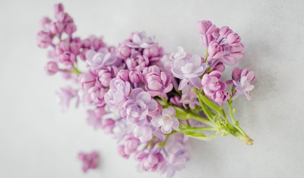 Ветка розовых цветов сирени на сером столе