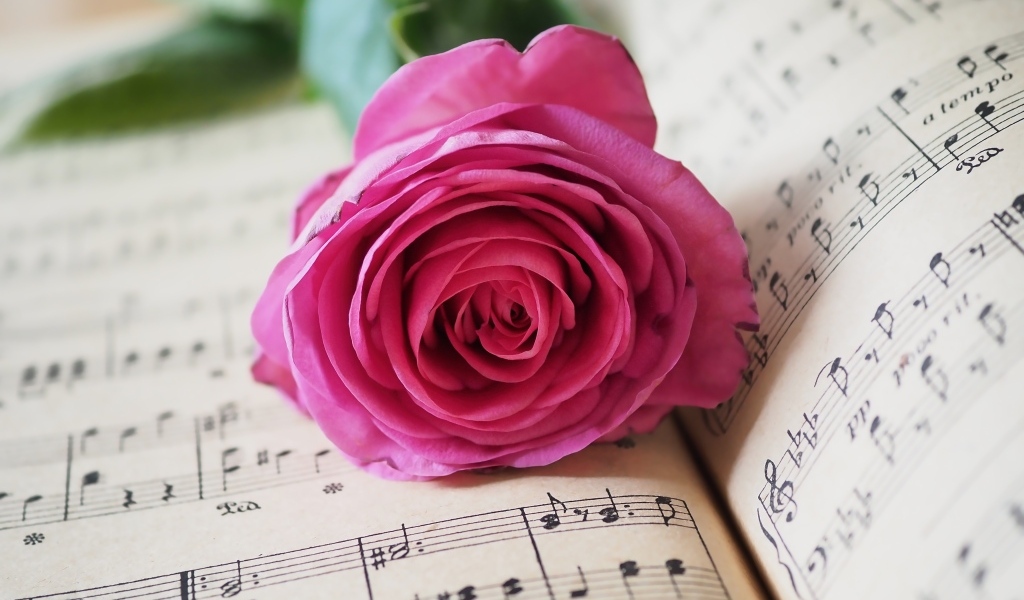 Розовая роза лежит на нотной тетради