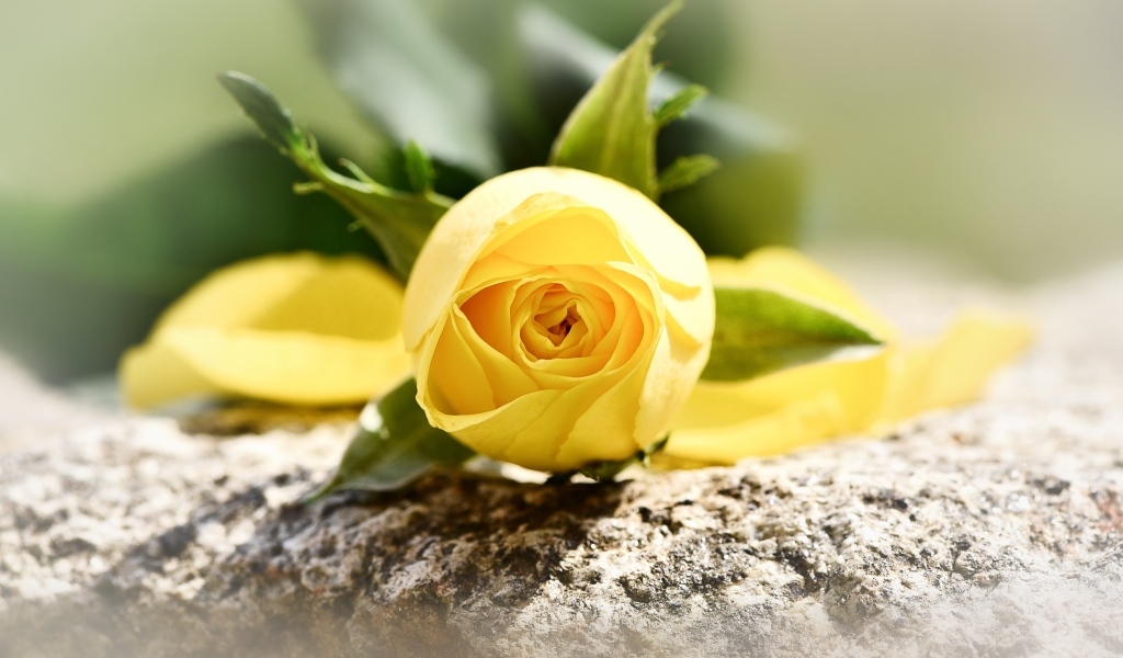 Желтая роза лежит на камне