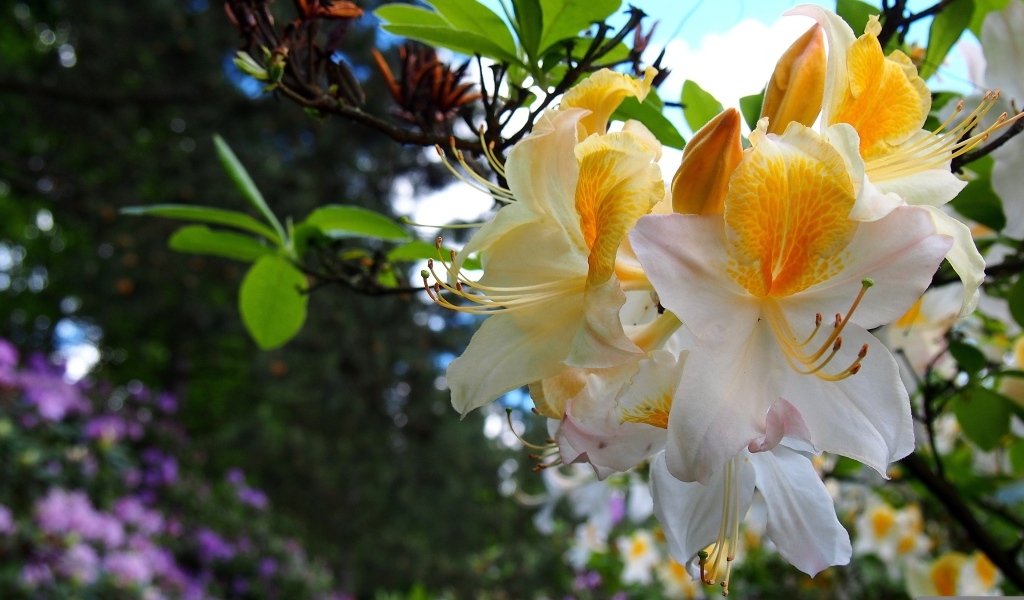 Красивые цветы азалии на ветках