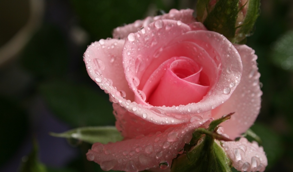Красивая нежная розовая роза с каплями росы на лепестках