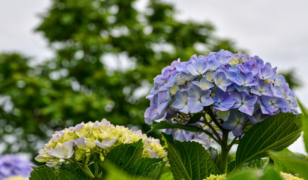 Красивые цветы гортензии распускаются на клумбе