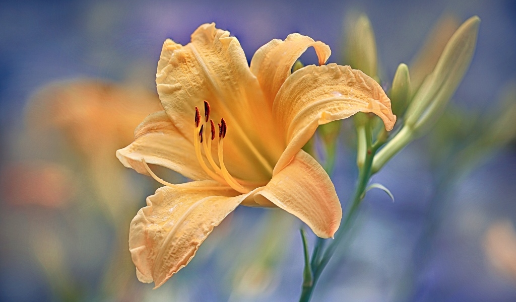 Красивый оранжевый лилейник с бутоном