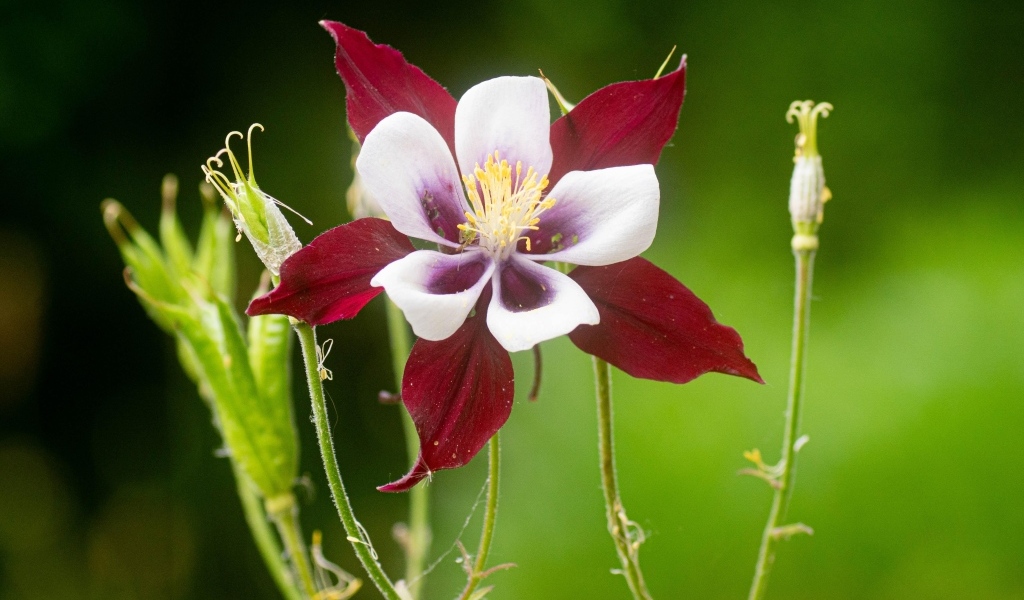Красивый красный цветок водосбор крупным планом