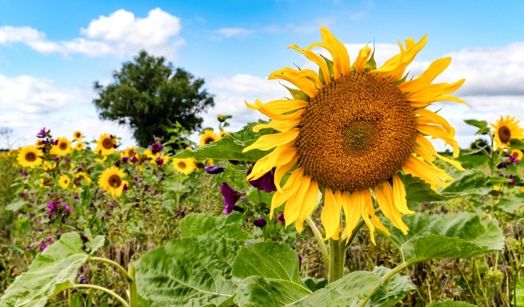 Красивое летнее поле с подсолнухами в лучах солнца
