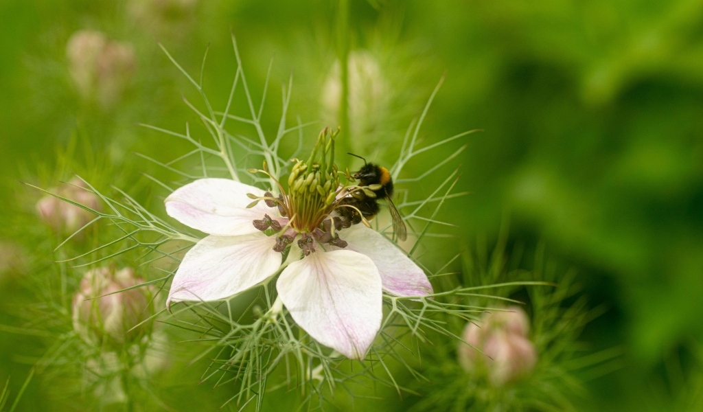 Красивый белый цветок с мелкими листьями