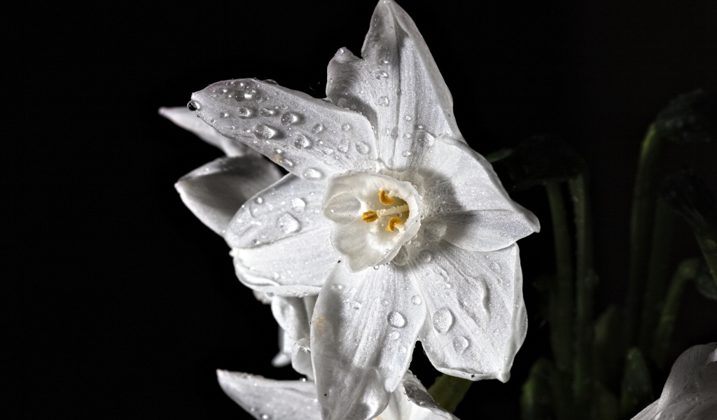 Красивый белый цветок нарцисса в каплях воды на черном фоне