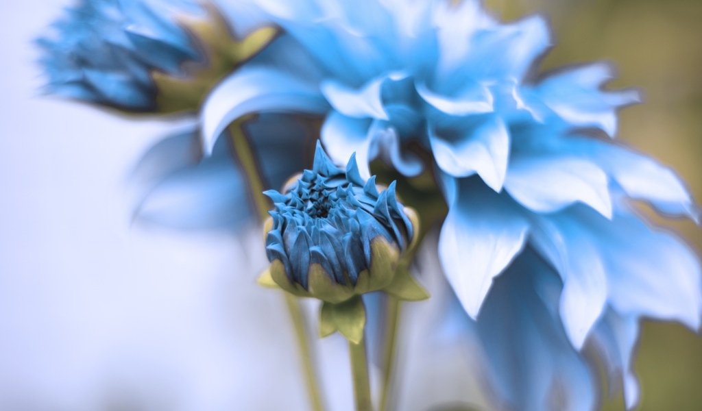 Синие распускающиеся цветы георгина