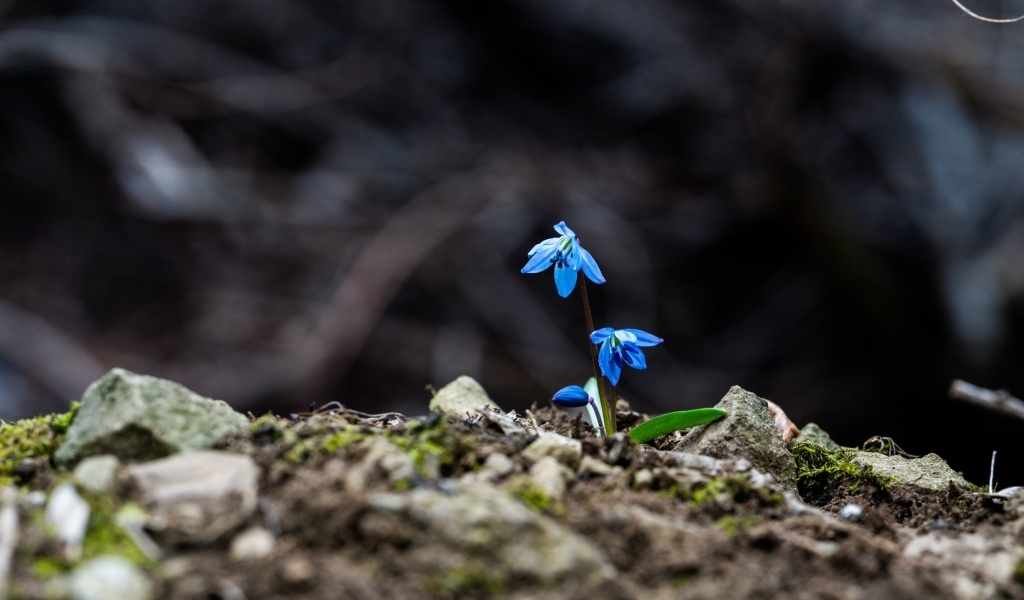 Голубые маленькие весенние цветы пролесок