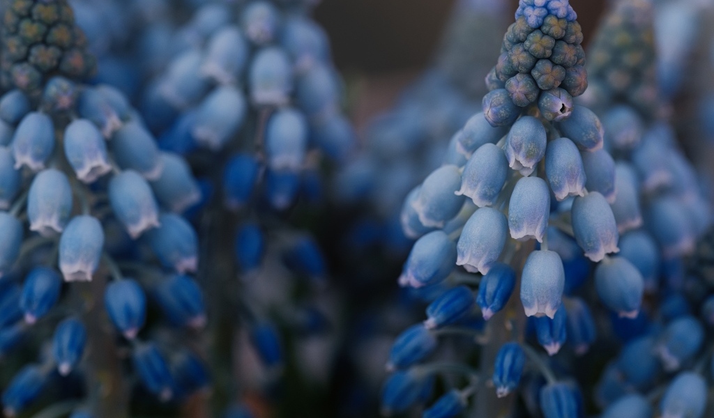 Голубые весенние цветы мускари крупным планом