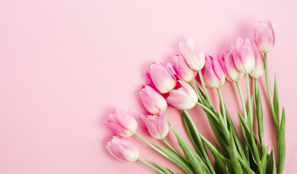 Букет розовых тюльпанов с зелеными листьями весной