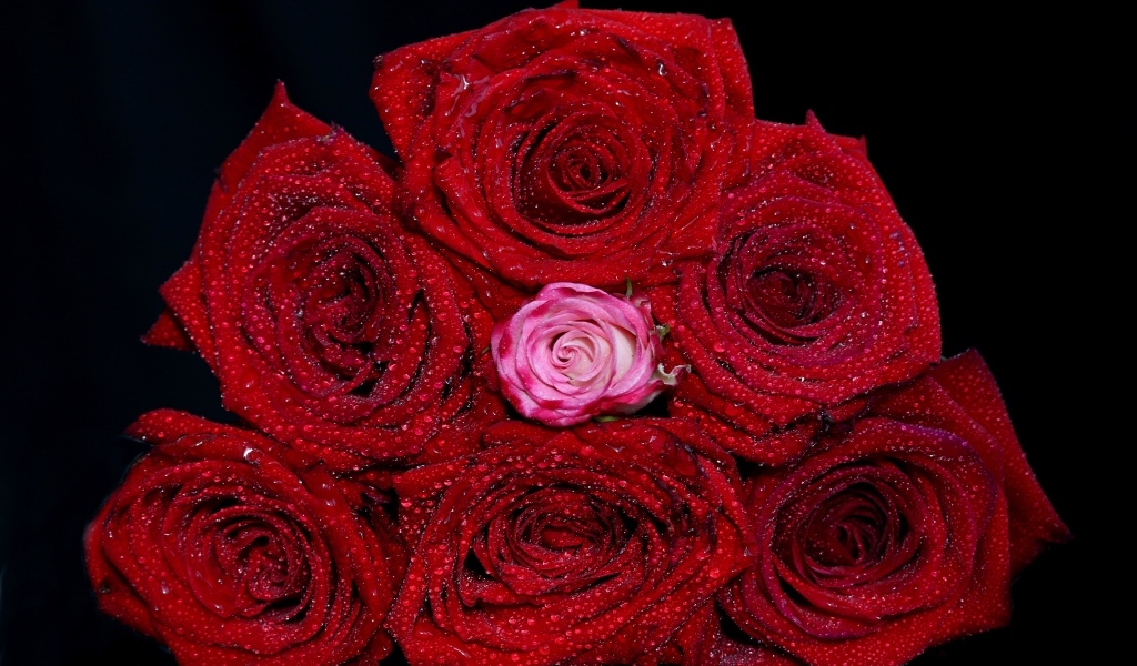 Букет красных роз в каплях воды на черном фоне