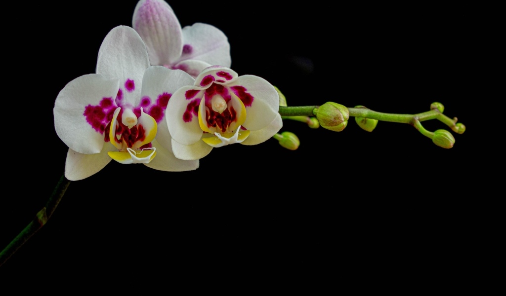 Ветка с необычными цветами орхидеи с бутонами на черном фоне