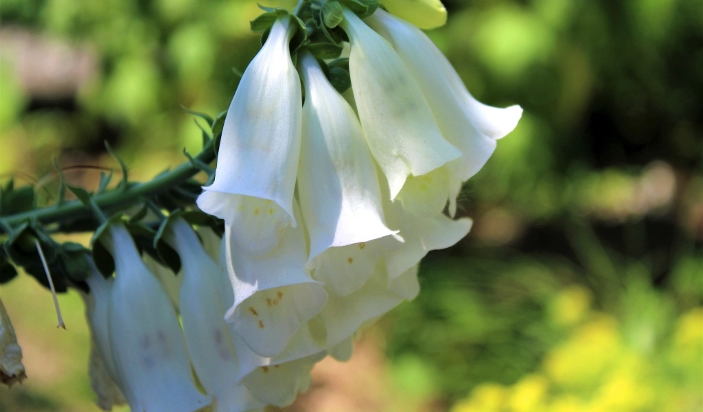 Ветка с белыми цветами колокольчика