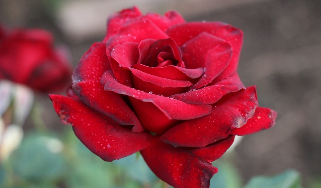 Бордовая чайная роза крупным планом