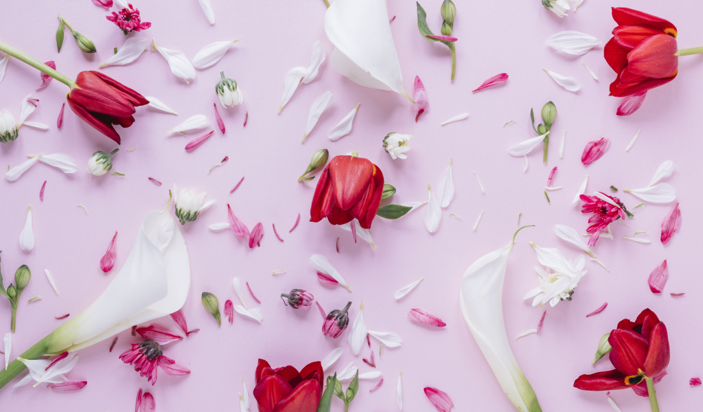 Цветы каллы с тюльпанами и лепестками хризантемы на розовом фоне