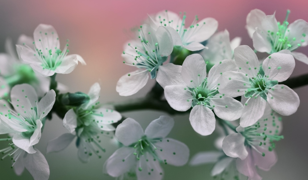 Цветы вишни с белыми лепестками на ветке дерева