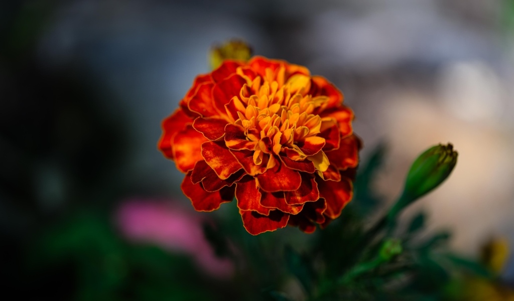 Цветок оранжевого ароматного бархатца крупным планом