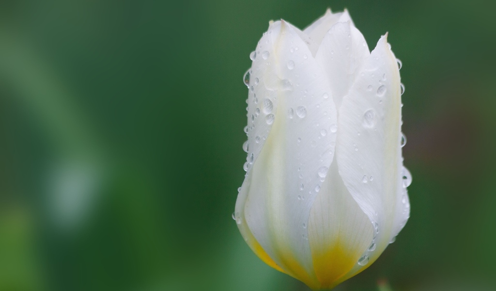 Закрытый цветок тюльпана в каплях воды