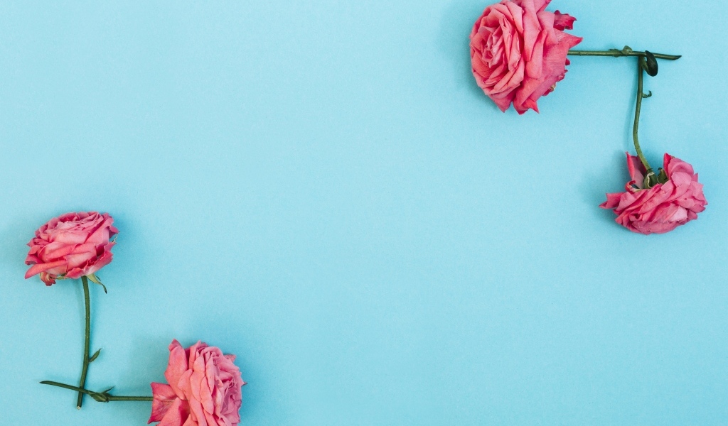 Декор из розовых роз на голубом фоне