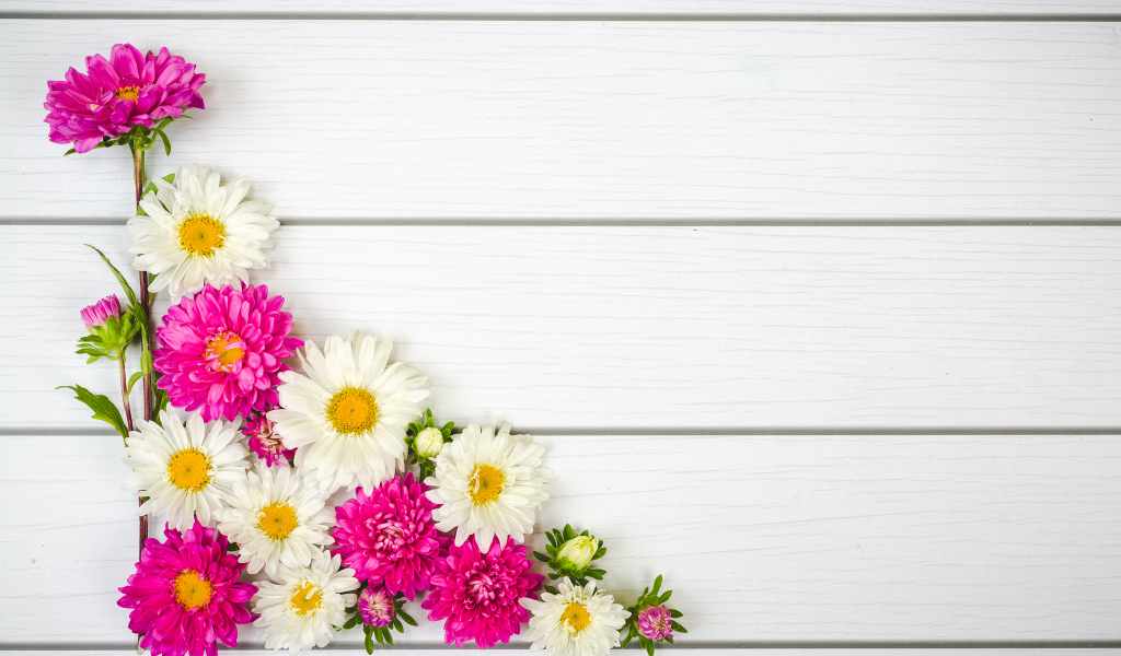 Декор из белых и розовых цветов астры на белом фоне