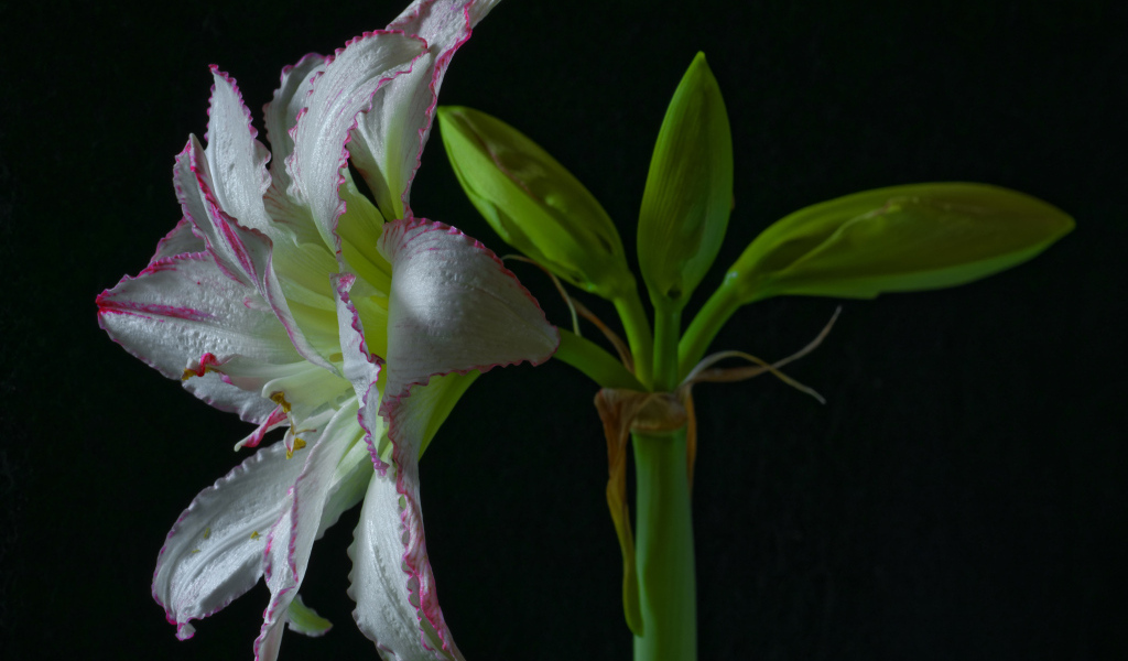 Нежный цветок амариллиса на черном фоне