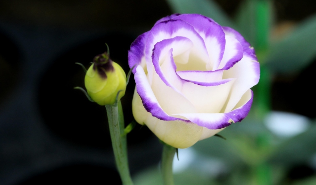 Нежный цветок эустомы с бутоном крупным планом