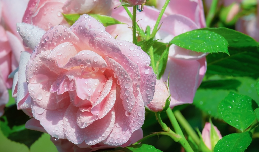 Нежные розовые розы в каплях воды на клумбе