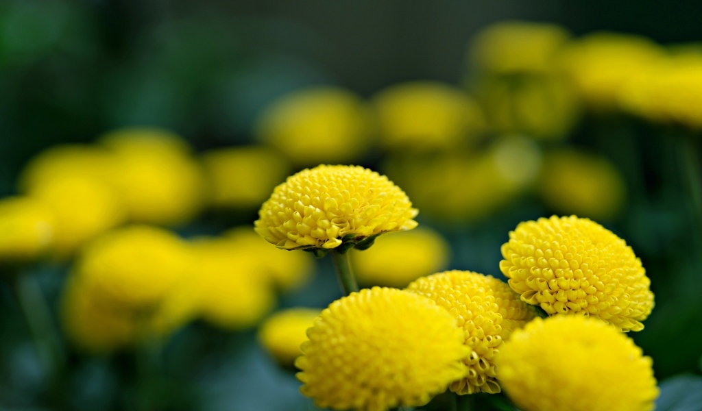 Нежные желтые хризантемы крупным планом