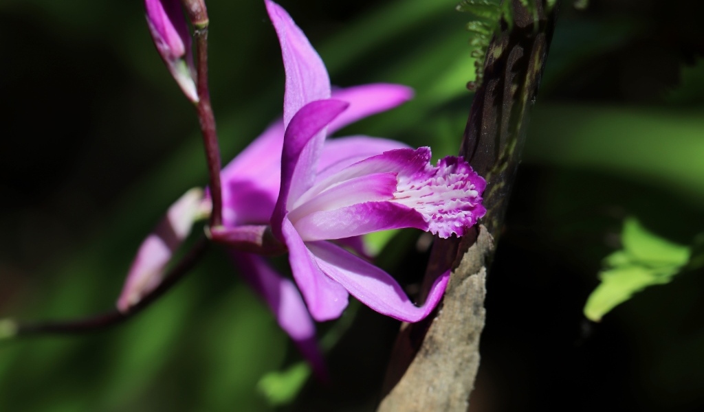 Цветок розовой нежной орхидеи