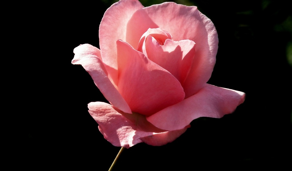 Ароматная красивая розовая роза на черном фоне