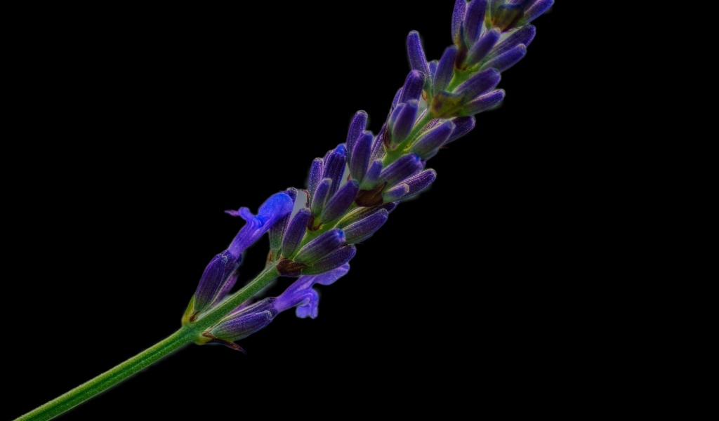 Ароматная ветка лаванды на черном фоне