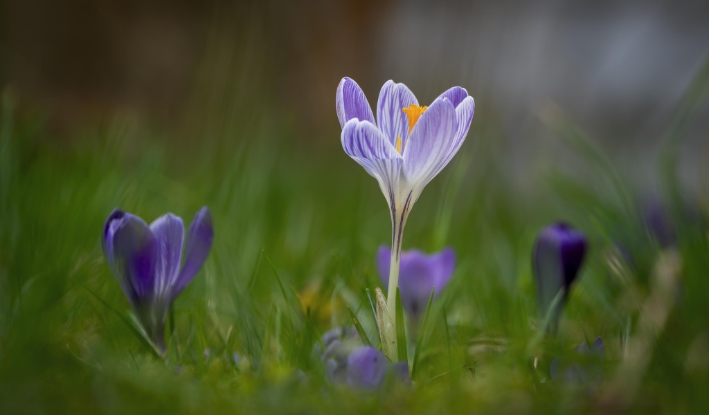 Свежие полевые крокусы весной