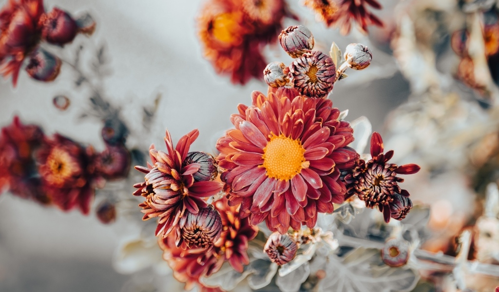 Заморозки на оранжевых лепестках садовой хризантемы