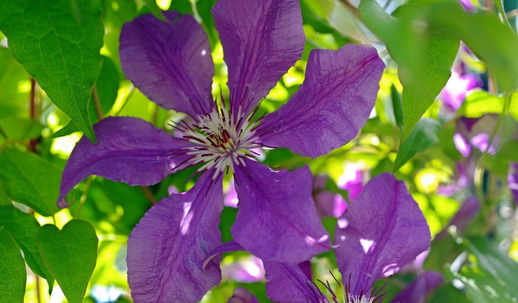 Большие фиолетовые цветы клематиса крупным планом
