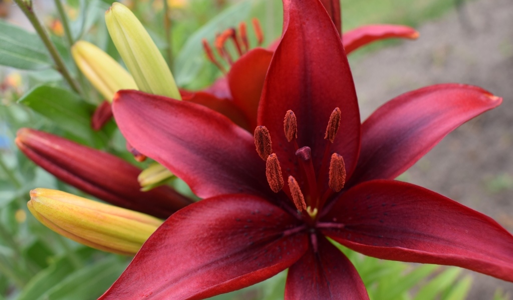 Большие красные лилии с бутонами на клумбе