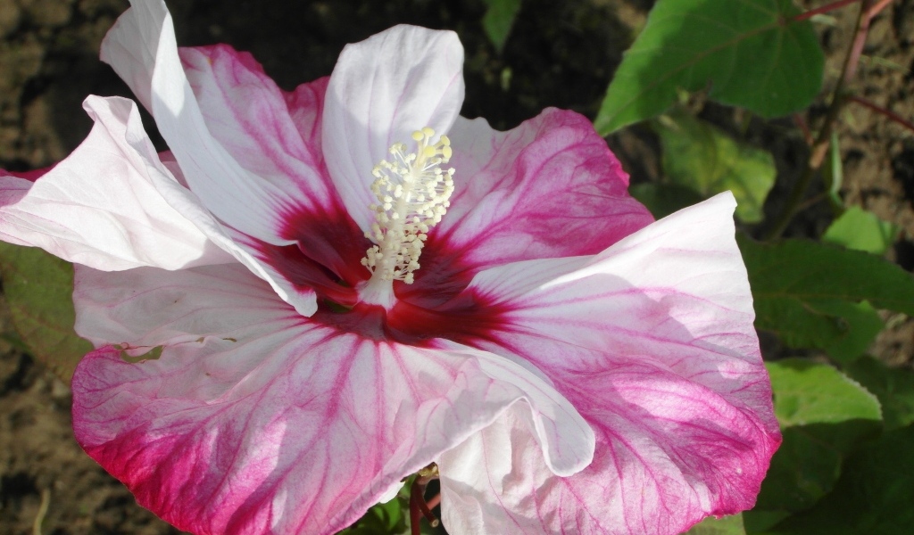 Большой бело-розовый цветок гибискуса