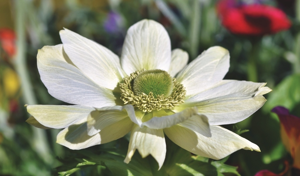 Крупный белый цветок анемона на клумбе
